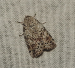 Blenina