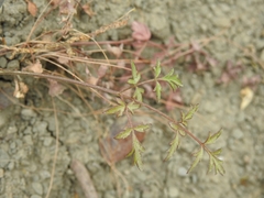Pimpinella cretica