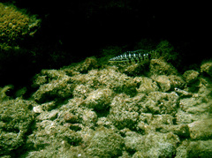 Serranus tigrinus