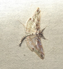 Polythlipta