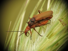 Rhagonycha nigritarsis
