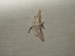 Polythlipta