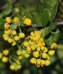 Berberis hispanica