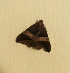 Bastilla fulvotaenia