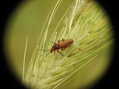 Rhagonycha nigritarsis