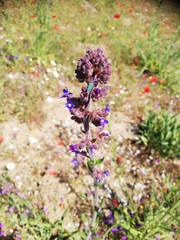 Anchusa thessala