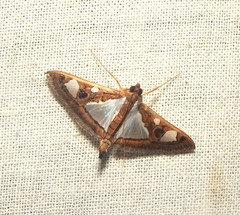 Glyphodes bivitralis