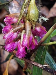 Elleanthus maculatus