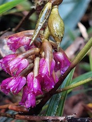 Elleanthus maculatus