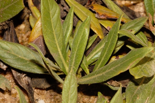 Leptactina benguelensis image