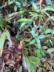 Elleanthus maculatus