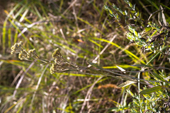 Helichrysum pannosum