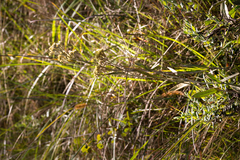 Helichrysum pannosum