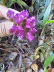 Elleanthus maculatus
