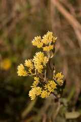 Helichrysum pannosum