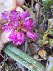 Elleanthus maculatus