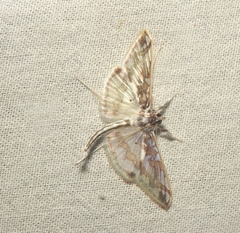 Polythlipta
