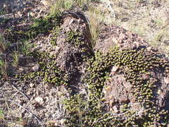 Bergia glomerata