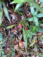 Elleanthus maculatus