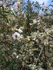 Malva subovata