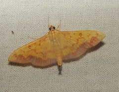 Isocentris filalis