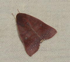 Calymera