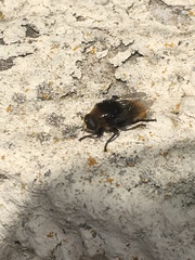 Merodon equestris