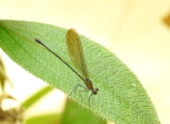 Vestalis amoena