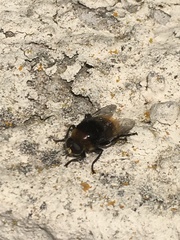 Merodon equestris