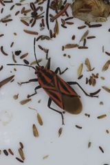 Spilostethus taeniatus