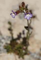 Chaenorhinum macropodum