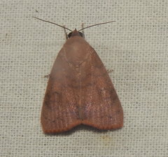 Maurilia