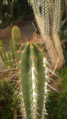 Neoraimondia herzogiana
