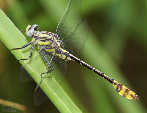 Tamaulipan Clubtail photo 2