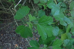 Hibiscus diversifolius