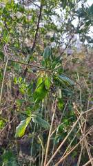 Dunalia brachyacantha