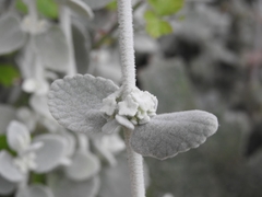 Pseudodictamnus mediterraneus