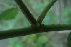 Hibiscus diversifolius