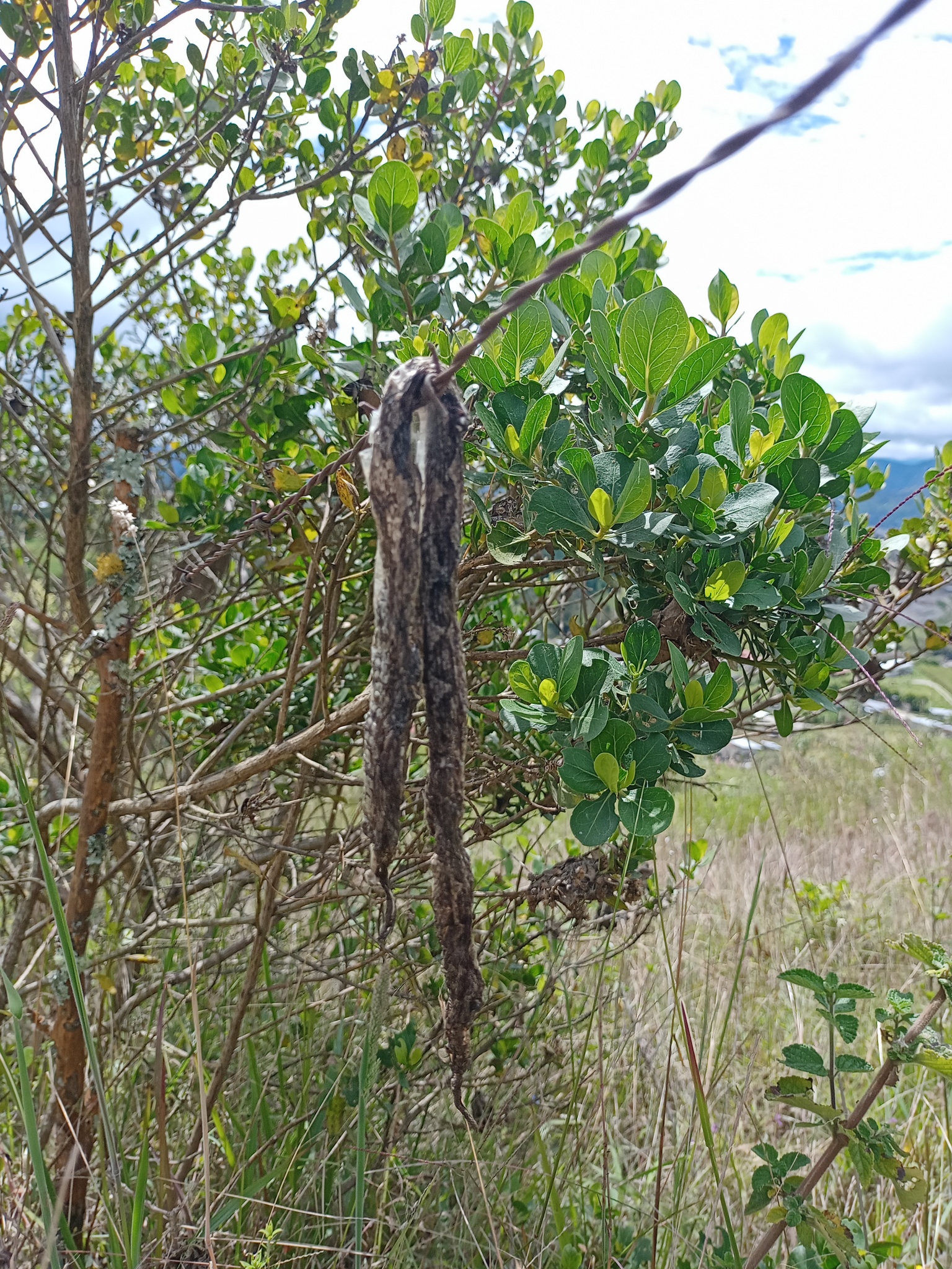 Bothrocophias lojanus image
