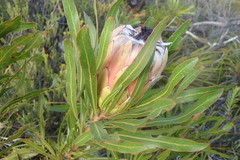 Protea compacta × longifolia