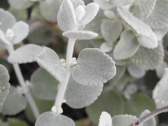 Pseudodictamnus mediterraneus