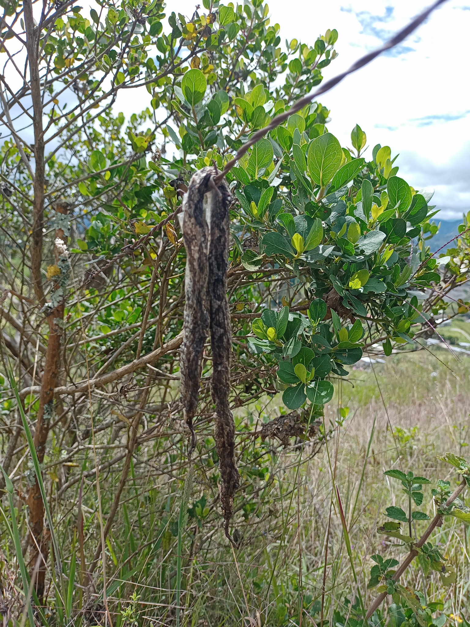 Viperidae image