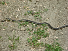Thamnophis couchii