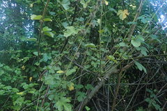 Hibiscus diversifolius