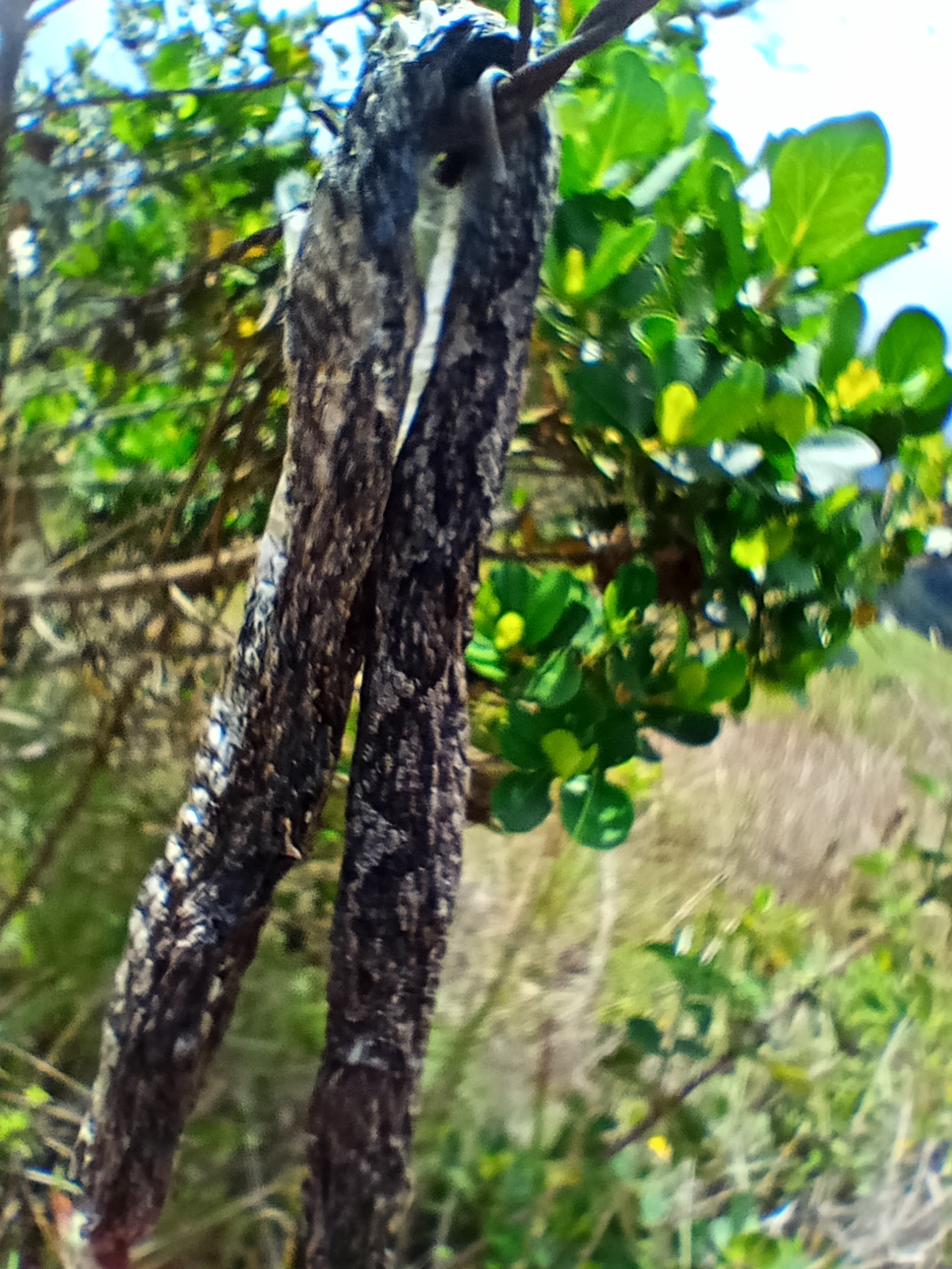 Bothrocophias image