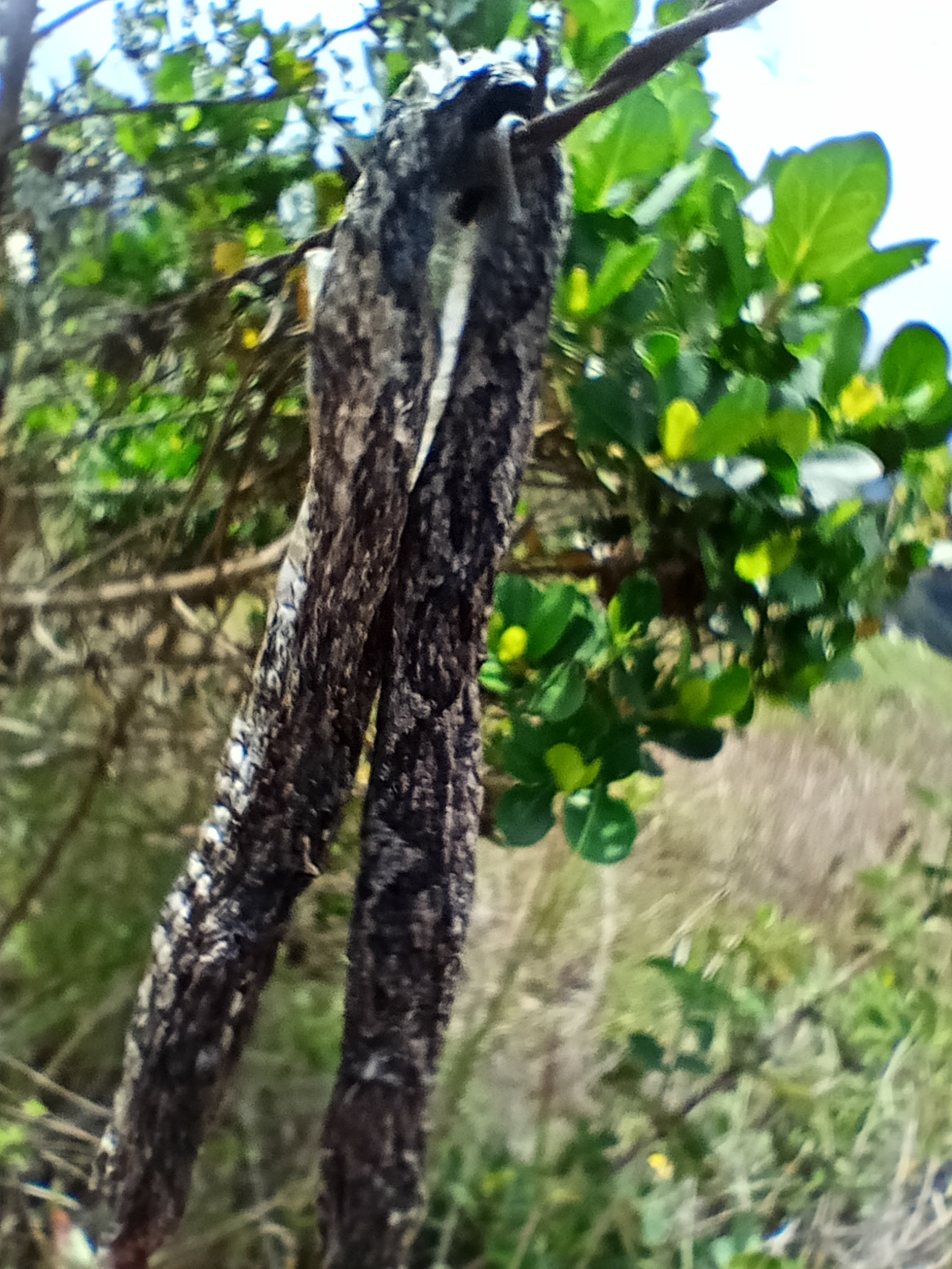Bothrocophias lojanus image
