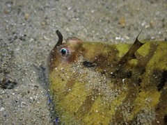 Soleichthys microcephalus