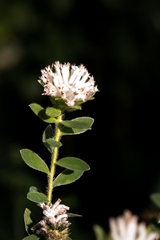 Lasiosiphon calocephalus