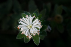 Lasiosiphon calocephalus