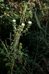 Lasiosiphon calocephalus